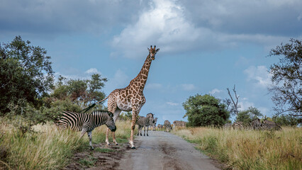 Giraffe and plains zebra crossing safari road in Greater Kruger National park, South Africa   Specie Giraffa camelopardalis family of Giraffidae © PACO COMO