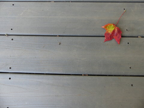Fall leaf on deck