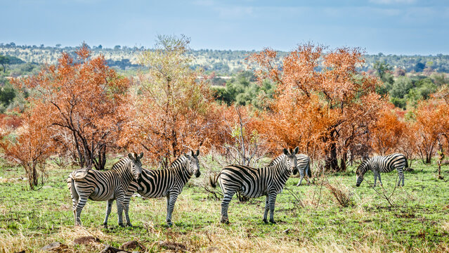 Plains zebra group in fall scenery in Greater Kruger National park, South Africa ; Specie Equus quagga burchellii family of Equidae