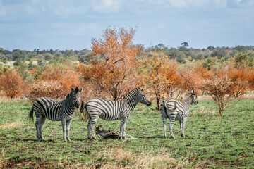 Naklejka premium Plains zebra group in fall scenery in Greater Kruger National park, South Africa ; Specie Equus quagga burchellii family of Equidae