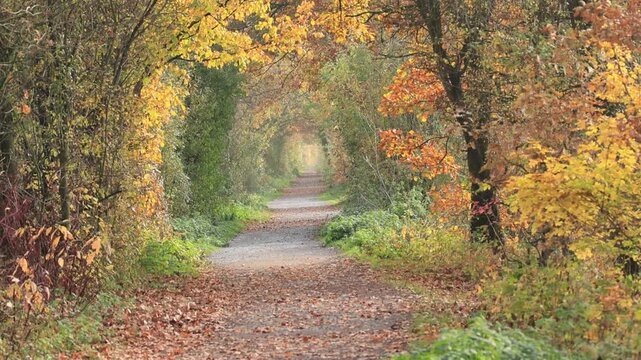 a narrow forest path framed by trees full of colorful leaves, forest path framed by trees, fall colors, fall foliage, trees with yellow leaves, red foliage, fall path; fairy-tale-like forest path