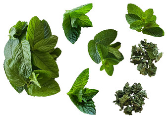 Fresh peppermint sprigs, green leaves and dry crushed tea leaves set isolated on transparent background. Mint herb collage in natural light. © Shape & Stone Lab