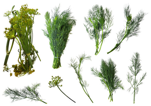 Fresh dill sprigs, bunches and flowering umbels set isolated on transparent background. Dill herb collage in natural light.