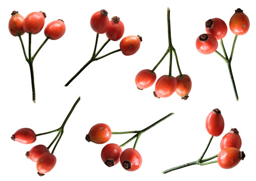 Fresh red rose hips on green stems and branches set isolated on transparent background. Whole rosehip berries collage in natural light.