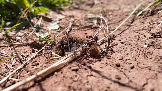 In a vibrant outdoor setting, a caterpillar faces a swarm of determined ants. The ground is earthy and covered in grass, as the tiny attackers bravely approach their prey.