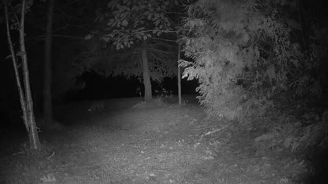 An infrared trail camera captures a female coyote visiting a forest food source at night, urinating to scent mark the area before leaving and appearing alert.