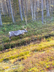 A solitary antlered reindeer walks through dense low vegetation at the edge of a birch and conifer forest in warm autumn light. © Licia.Galli