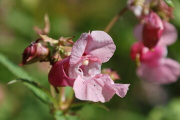 Close view of the distinctive form of a pink Himalayan balsam blossom, Impatiens glandulifera © Olga