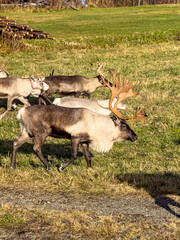 A powerful male reindeer with broad antlers walks through a grassy field alongside other reindeer in warm autumn sunlight. © Licia.Galli