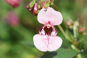 Detailed view of a pink Himalayan balsam flower with curved petals, Impatiens glandulifera © Olga