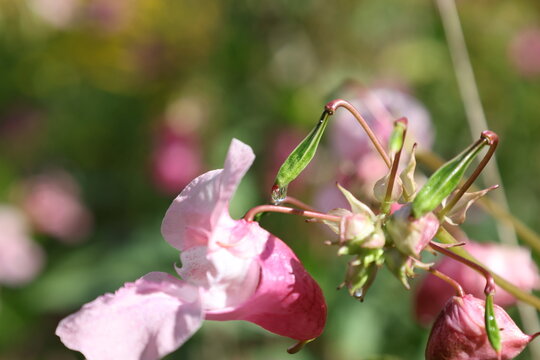 Fresh water drop clinging to the curved nectar spur of a pink Himalayan balsam flower, Impatiens glandulifera