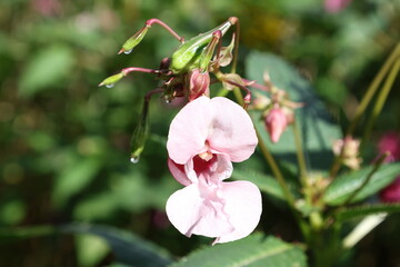 Detailed view of a fresh pink Himalayan balsam flower, Impatiens glandulifera © Olga