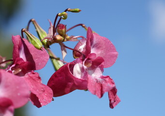 Pink Himalayan balsam flower against a clear blue summer sky, Impatiens glandulifera © Olga