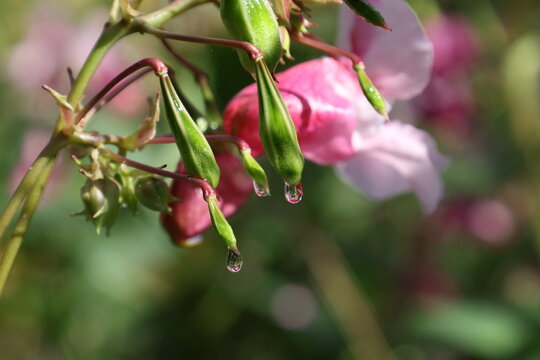 Water droplet resting on the green nectar spur of a Himalayan balsam flower, Impatiens glandulifera