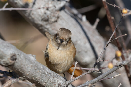 Close up of cute female daurian redstart perched on tree branch looking at camera in winter nature
