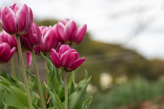 Close up of beautiful pink tulip flowers blooming in soft natural light in spring garden nature
