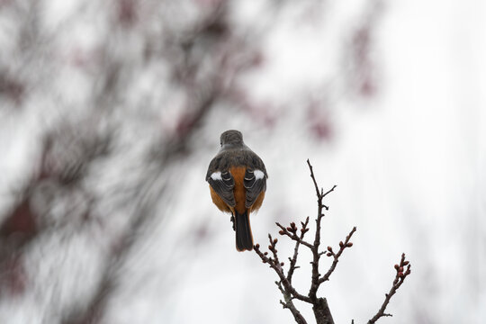 Back view of male daurian redstart bird perched on tree branch in soft winter sky nature