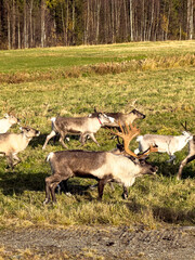 A large antlered reindeer leads a herd across a sunlit grass field, with birch woodland forming a natural autumn backdrop. © Licia.Galli