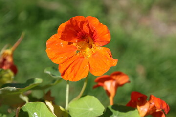 Bright orange nasturtium flower against a green background © Olga