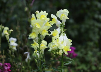 Yellow snapdragon blooming on a flower bed in a garden © Olga