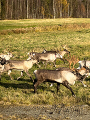 Several reindeer with large antlers move across a sunlit grassy meadow beside an autumn birch forest in a northern countryside landscape. © Licia.Galli