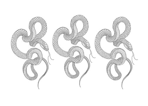 vector illustration of set snake tattoo 