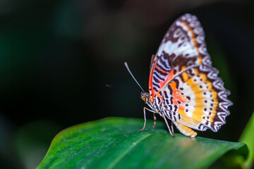 Cethosia hypsea butterfly resting on a leaf in Malaysia. © Schilo
