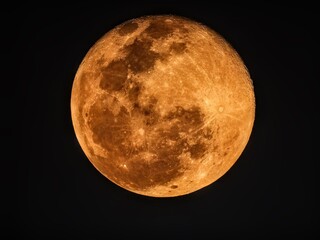 Fototapeta premium Glowing golden harvest moon rising in the dark night sky, detailed lunar craters, astronomy and moonlight concept