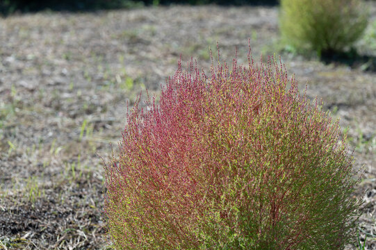 Close up of round kochia summer cypress turning red in soft sunlight in autumn nature background