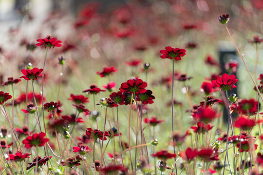 Group of deep red chocolate cosmos flowers blooming in backlight in sunny autumn garden nature background