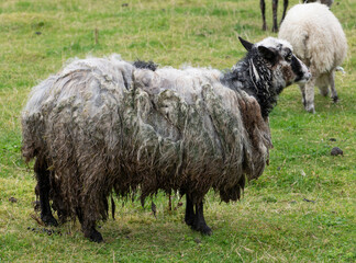 Neglected unshorn sheep with severely matted and moldy wool raising animal welfare concerns © Comofoto