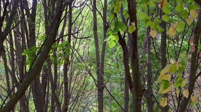 A serene, dense woodland thicket with slender tree trunks and fresh green leaves gently sways during a light, tranquil drizzle.