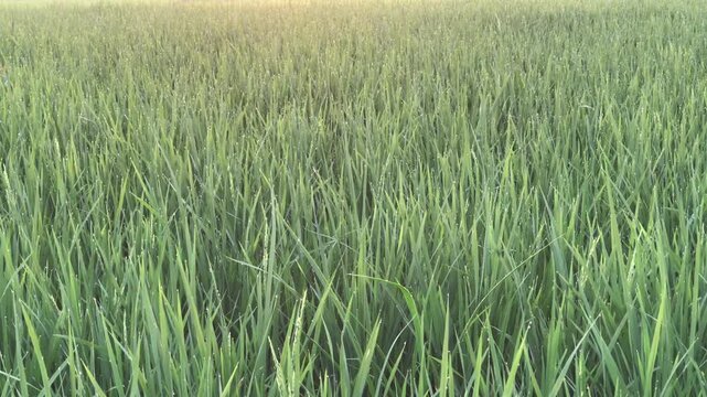 Close-up of Lush Green Young Rice Plants Growing in Paddy Field in the Morning