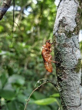 Orange cicada exuvia shell clinging to a lichen covered tree trunk in tropical rainforest with blurred green bokeh background