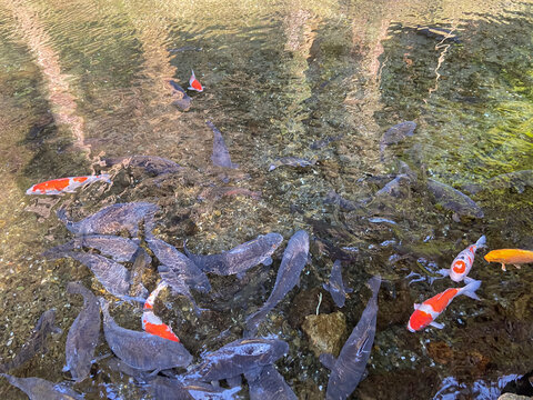 Colorful koi and dark carp swimming in clear shallow water beneath rippling reflections of trees and sunlight, viewed from above.