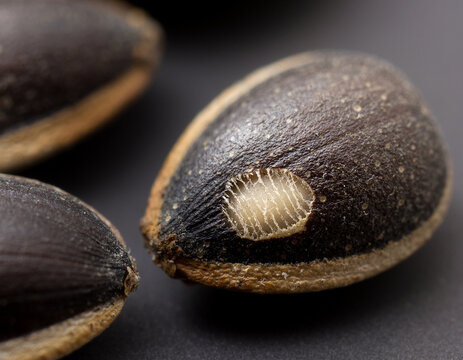 Mechanically Scarified Hard Seeds for Improved Germination