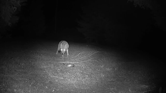 A wary coyote investigates a dead fish placed near a tree branch on a lawn before reacting with curiosity when the nearby wildlife trail camera lights up.