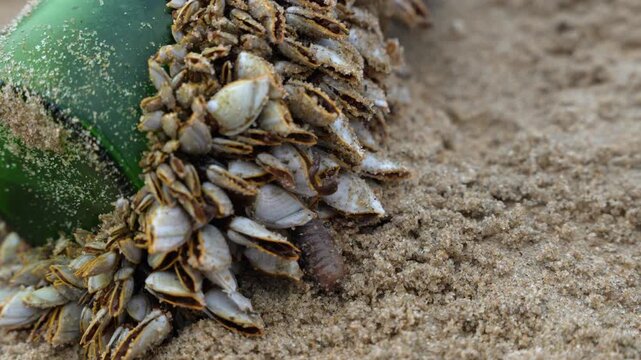A close side view shows dense clusters of barnacles attached to a green glass bottle lying on sand. The marine growth on discarded glass illustrates coastal debris and biofouling.