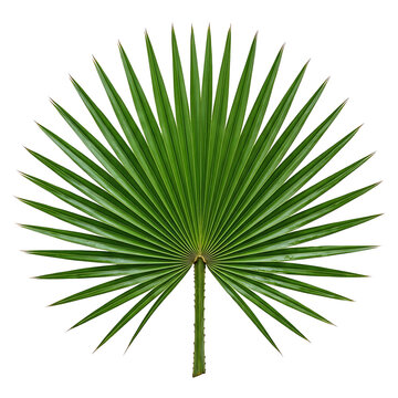 Green palm frond with long leaflets