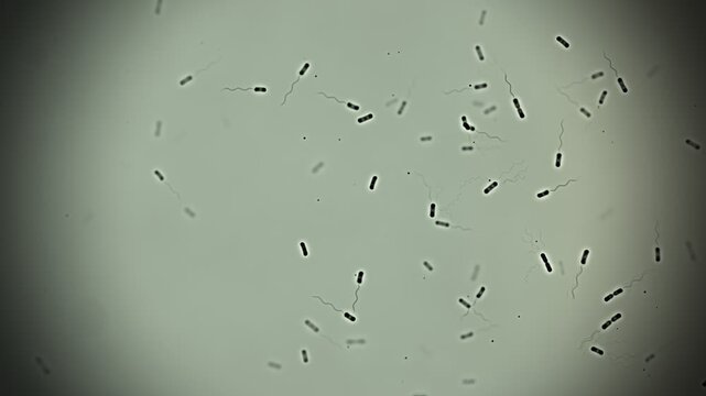 Swimming Bacteria With Flagella Phase Contrast Microscope Seamless Loop