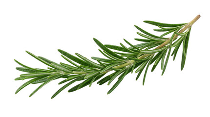 Fototapeta premium Fresh rosemary sprig isolated on white isolated on transparent background