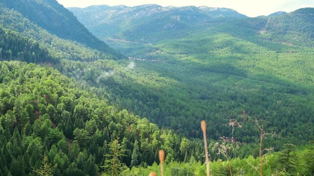 A beautiful view of a forest amidst the mountains and the dance of the trees.
