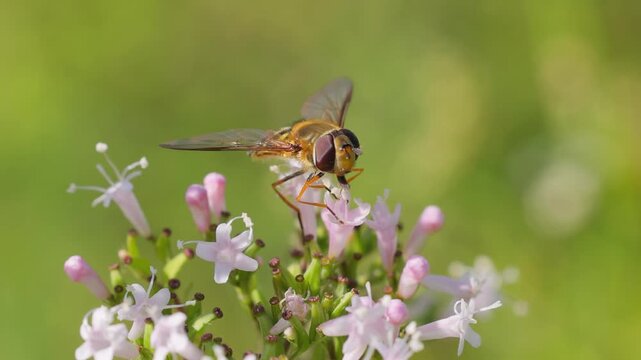 A close-up view of a hoverfly feeding on delicate pink flowers, then flying away into soft green background.