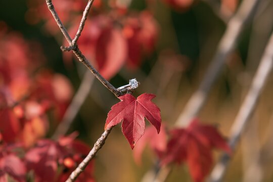 Diamond ring on a red maple leaf on a branch