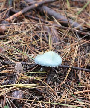 Blue-green verdigris roundhead mushroom on a pine forest floor