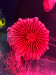 Glowing red jellyfish bell with radial stripes, underwater close-up on dark background © Yana