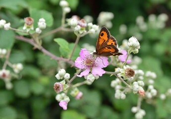 Pyronia bathseba, Spanish Gatekeeper butterfly on blackberry flower  © GTood 