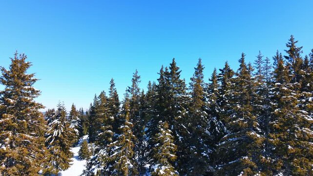 Snow covered pine trees under blue sky. Green evergreen treetops dusted with frost stand against a clear azure atmosphere in full sunlight.