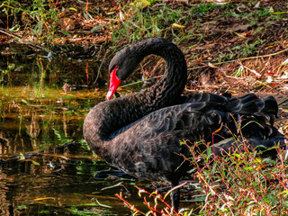 black swan on the lake © Starlit