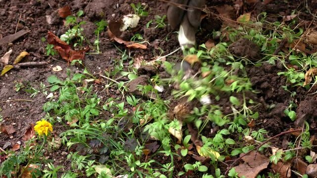 
Garden hand fork loosening soil to remove weeds in close-up